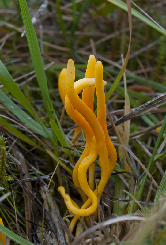 Clavulinopsis helvola